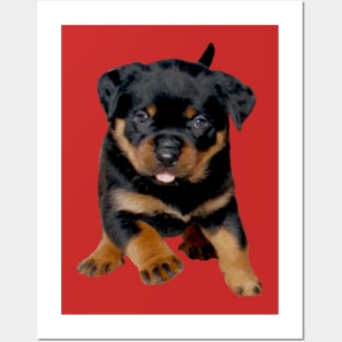 Cute Rottweiler Puppy Running With Tongue Out Posters and Art